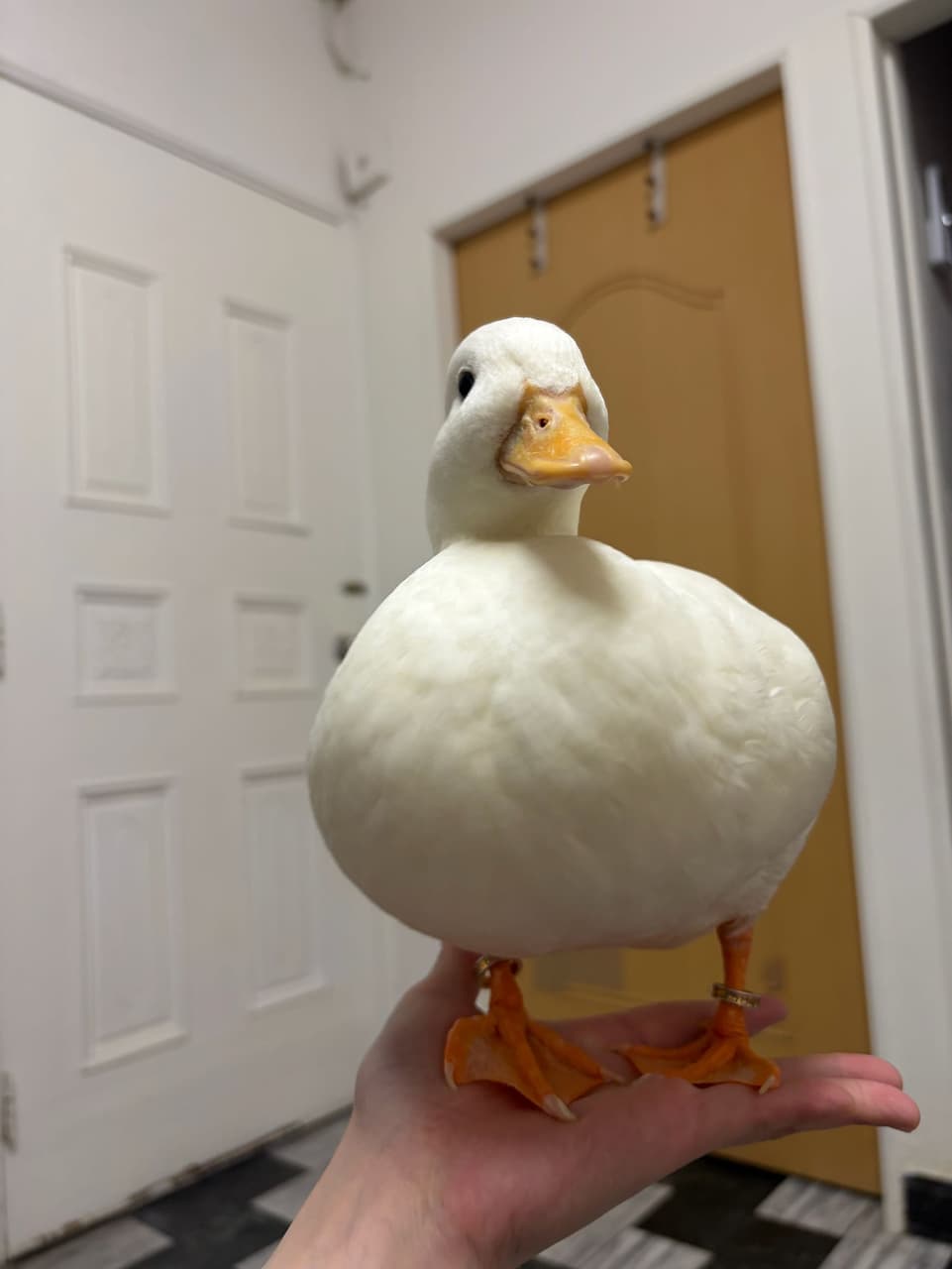 megapx