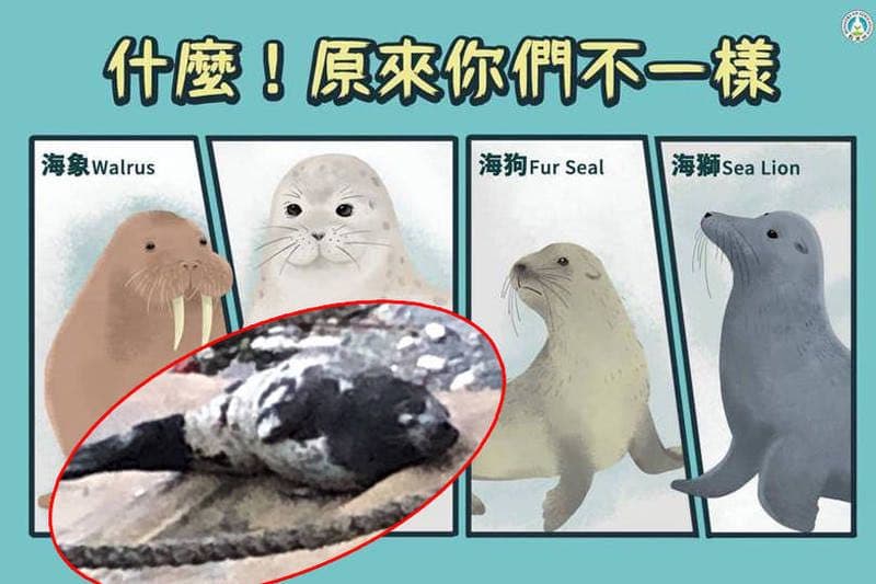 🦈海豹、海狗、海獅、海象傻傻分不清 2張圖秒懂差別🐬 - 時事板 | Dcard