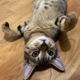 懶虎.