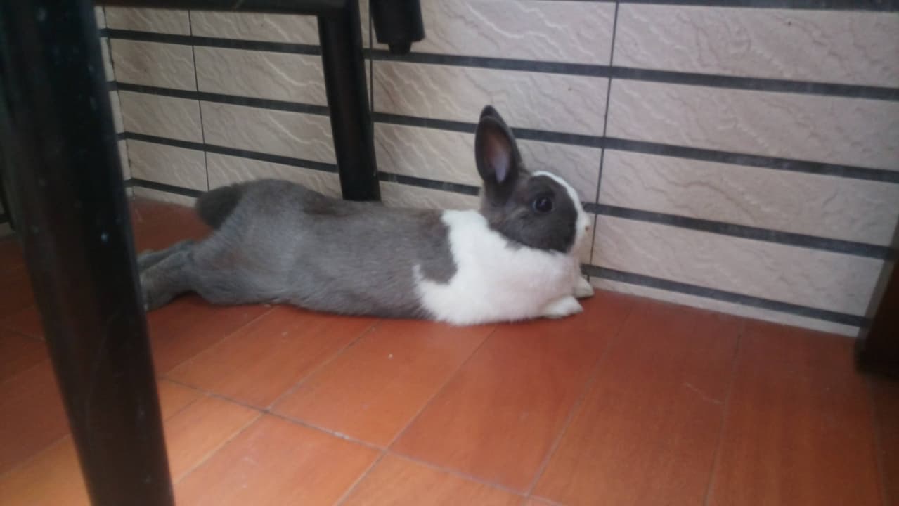 megapx