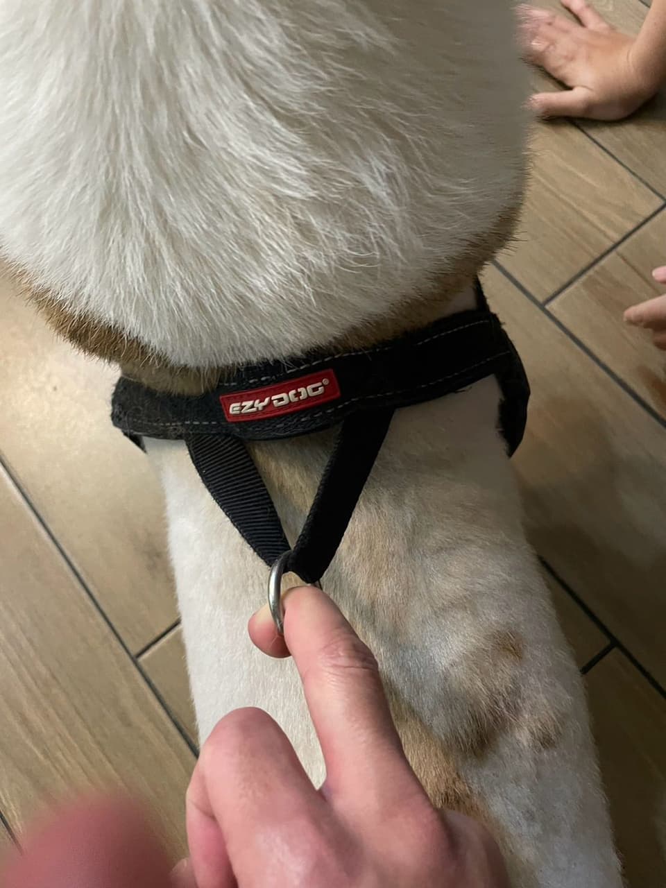 megapx