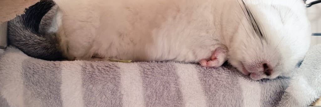 🐹