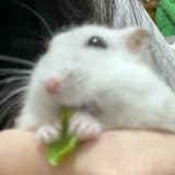 🐱🐭
