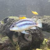 Melanochromis