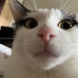 泡泡喵🫧