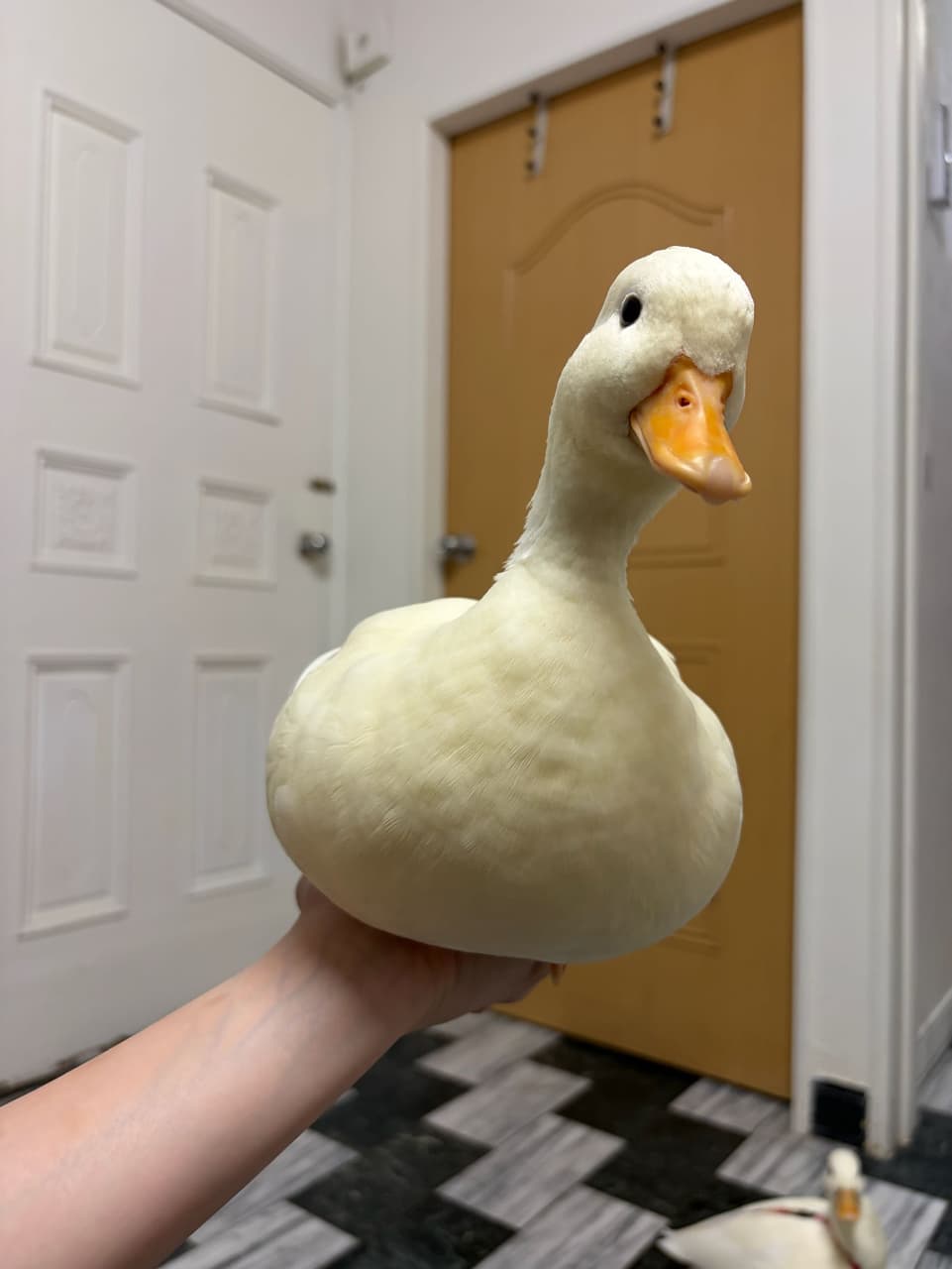 megapx