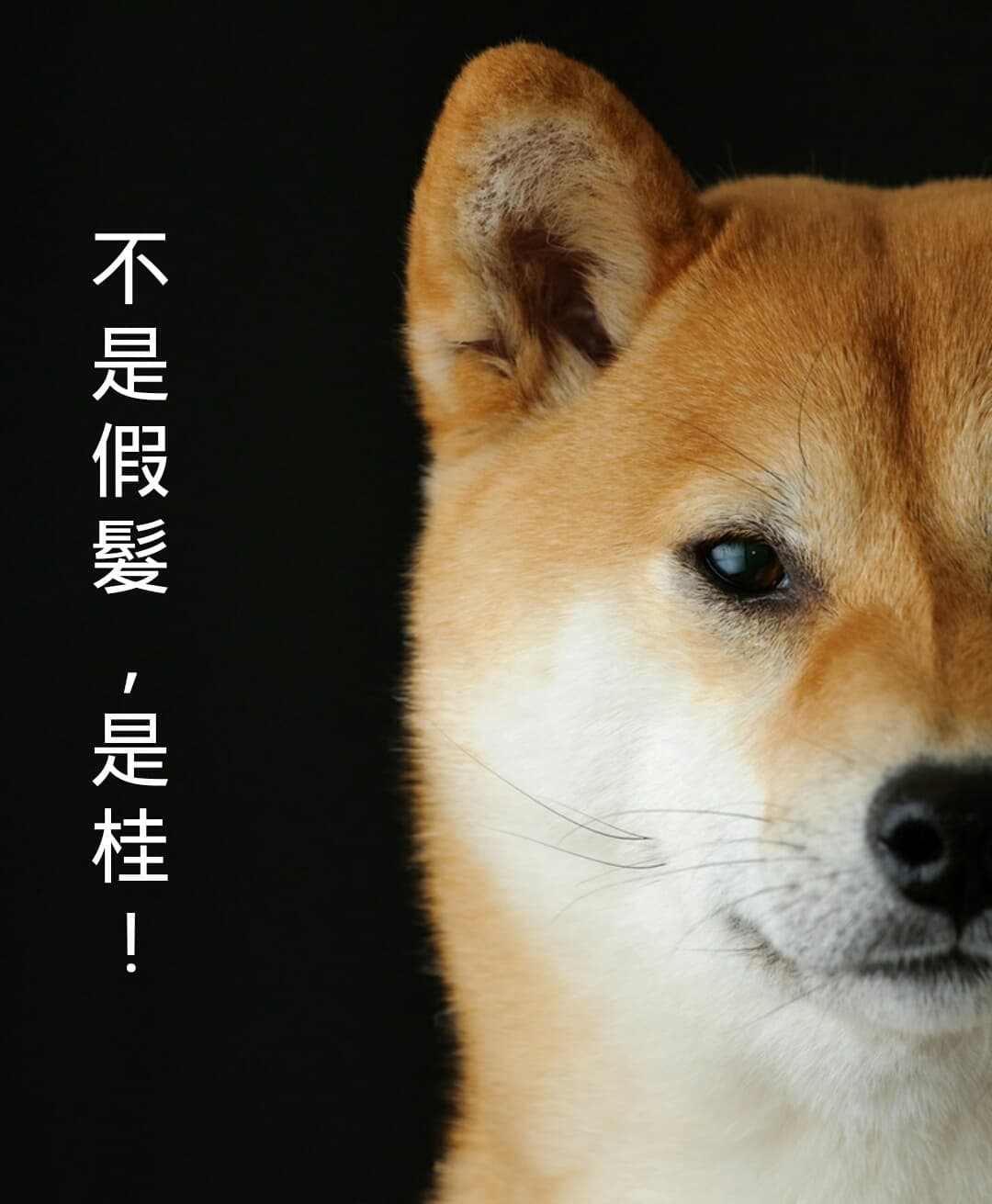 柴犬回文圖產生器- 有趣板| Dcard