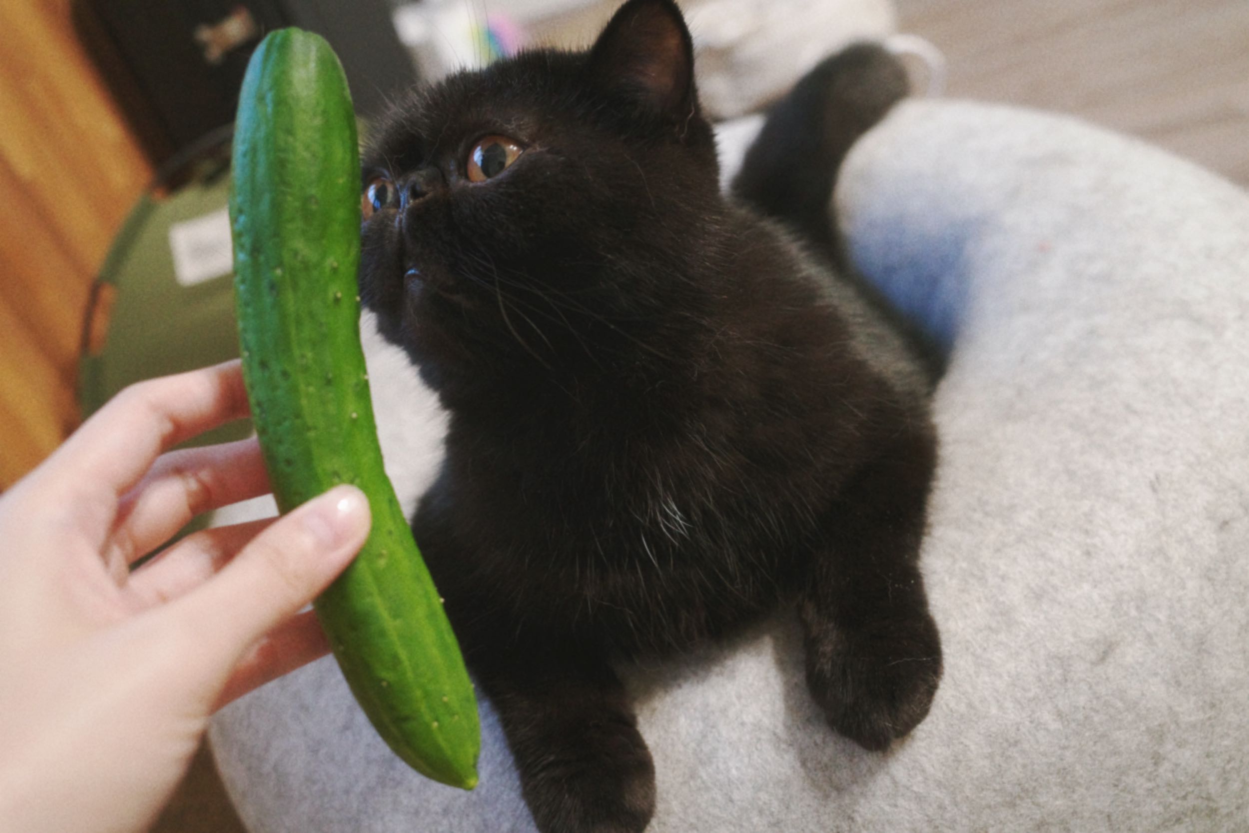 你家的貓會怕黃瓜嗎 - 寵物板| Dcard