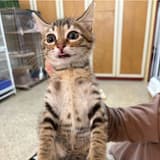cat3_alis