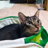 輕度迷戀