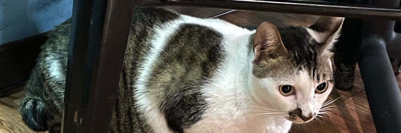 (⊙ω⊙)
