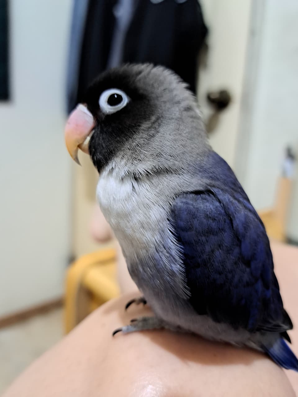 megapx