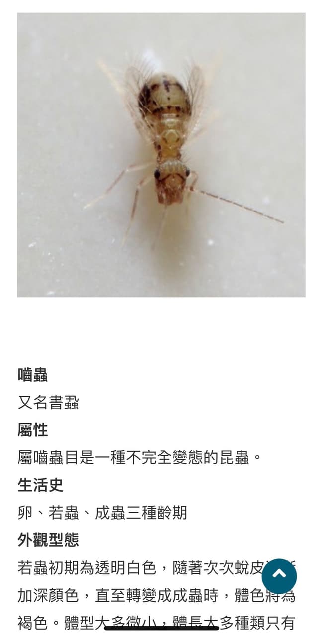 #請益 請問這是書蝨嗎？ - 昆蟲板 | Dcard