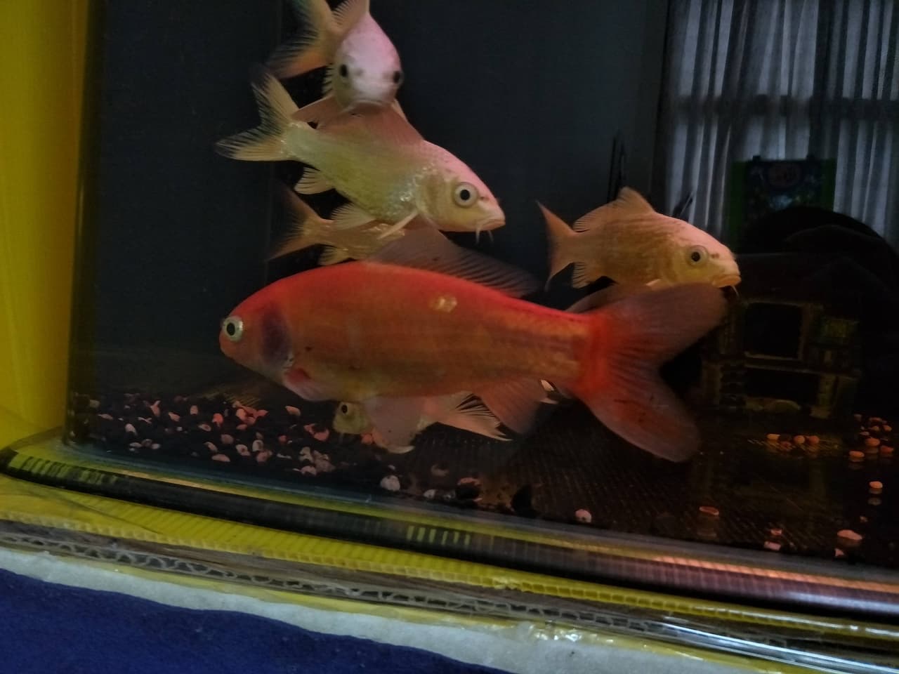 megapx