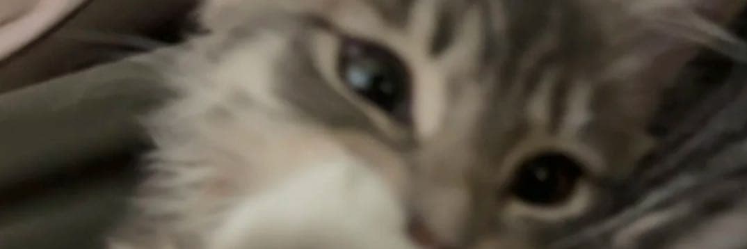 𝐂𝐲𝐚𝐧𝐢𝐜𝐞˚˙