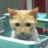 哆啦a喵喵喵咩咩咩