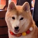 呆呆獸