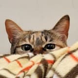 little_tsai