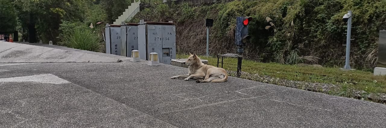 楊禹