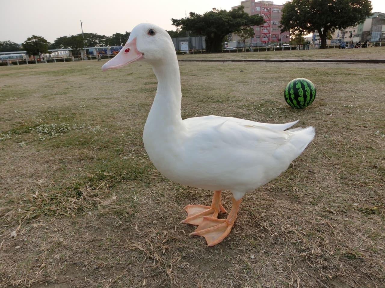 megapx
