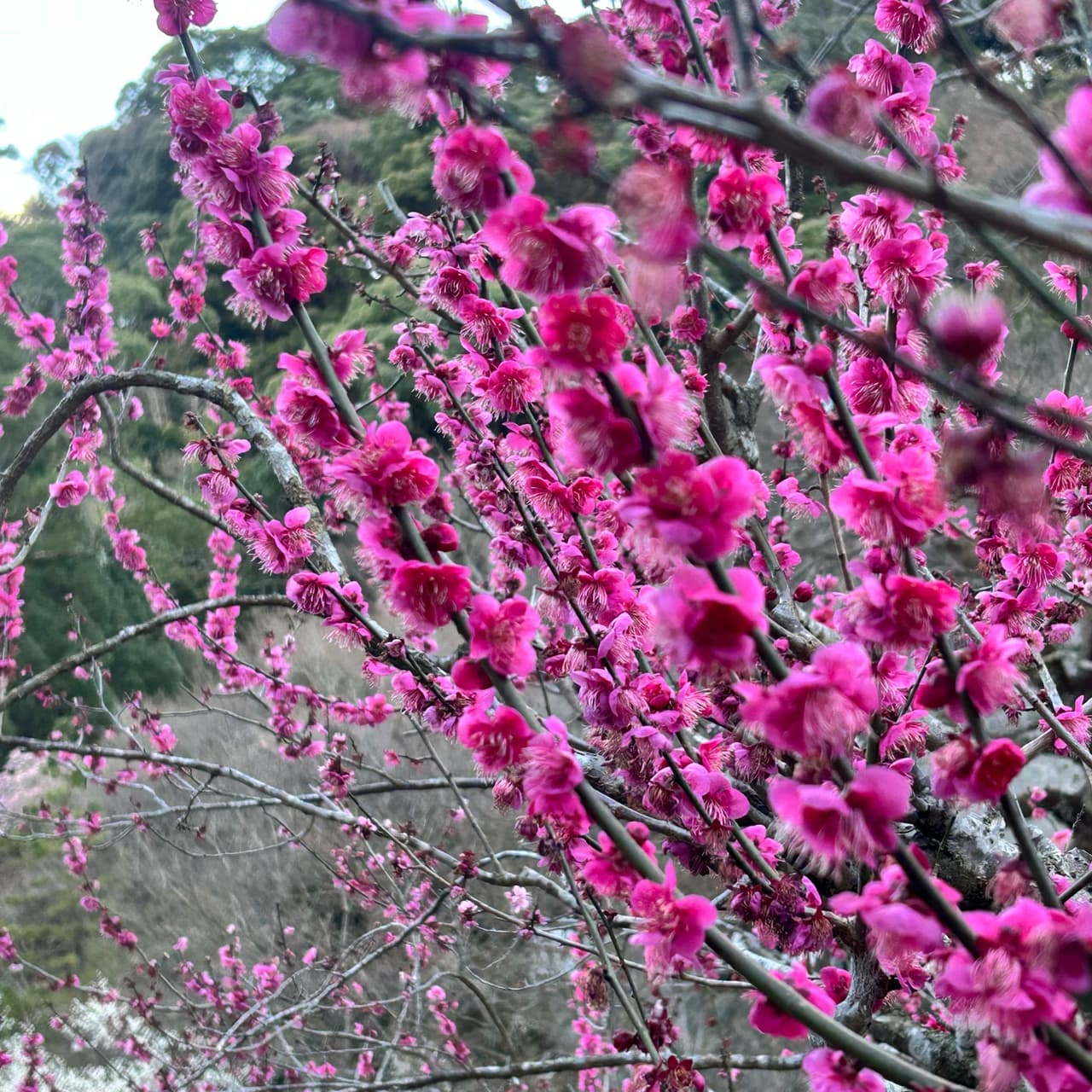 熱海獨旅自由行-MOA美術館、來宮神社、梅園、日本網咖初體驗 - 日本旅遊板 | Dcard