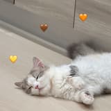angela_0712