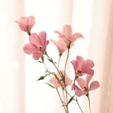 enjoylove