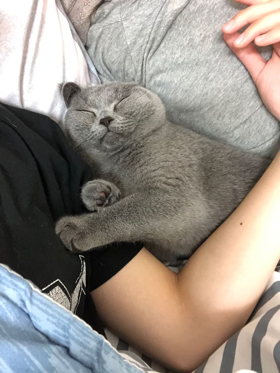 英短樓 寵物板 Dcard