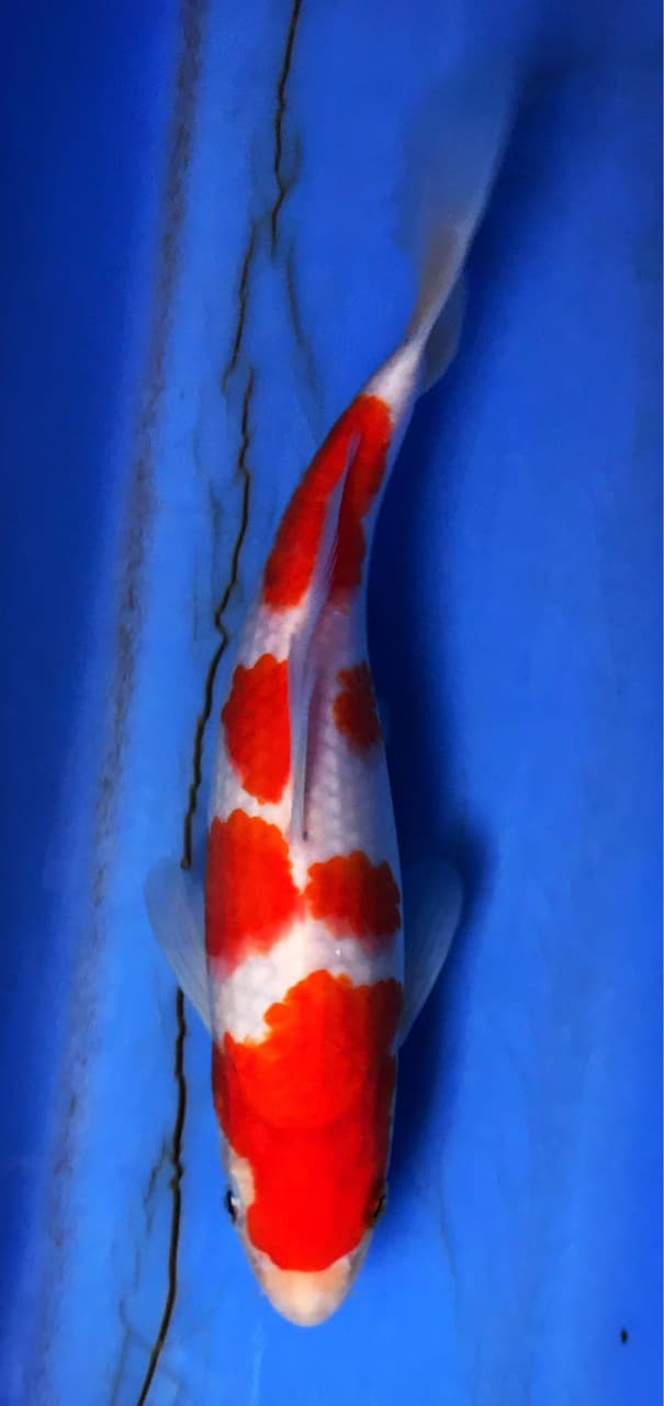 #分享 錦鯉基本品系辨別與鑑賞 - 水族板 | Dcard