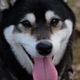 hellodog