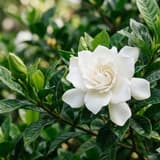 梔子草