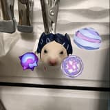 shu