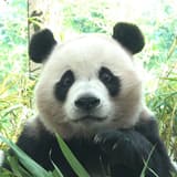 筍仔熊貓