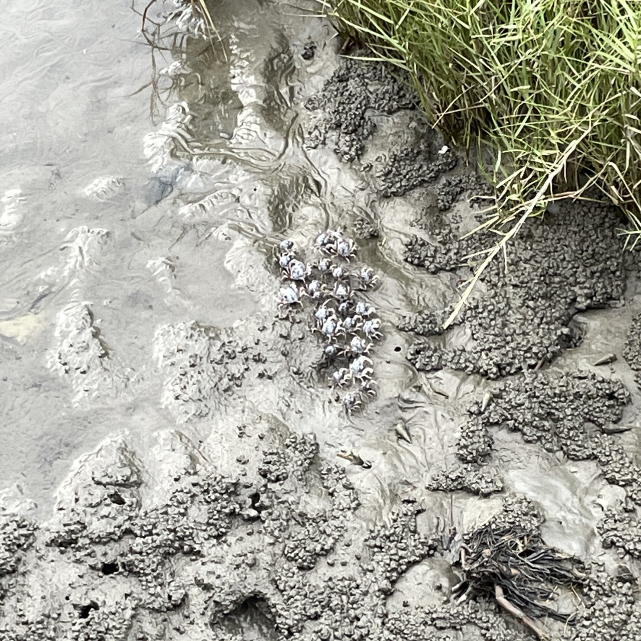 國內遊記 高美濕地半日遊～