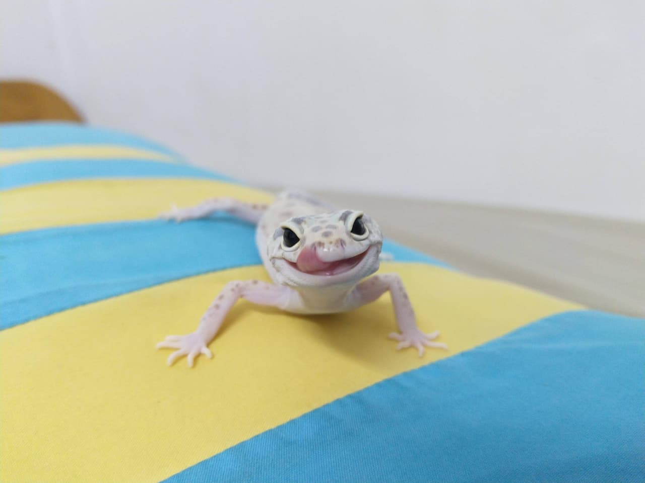 megapx