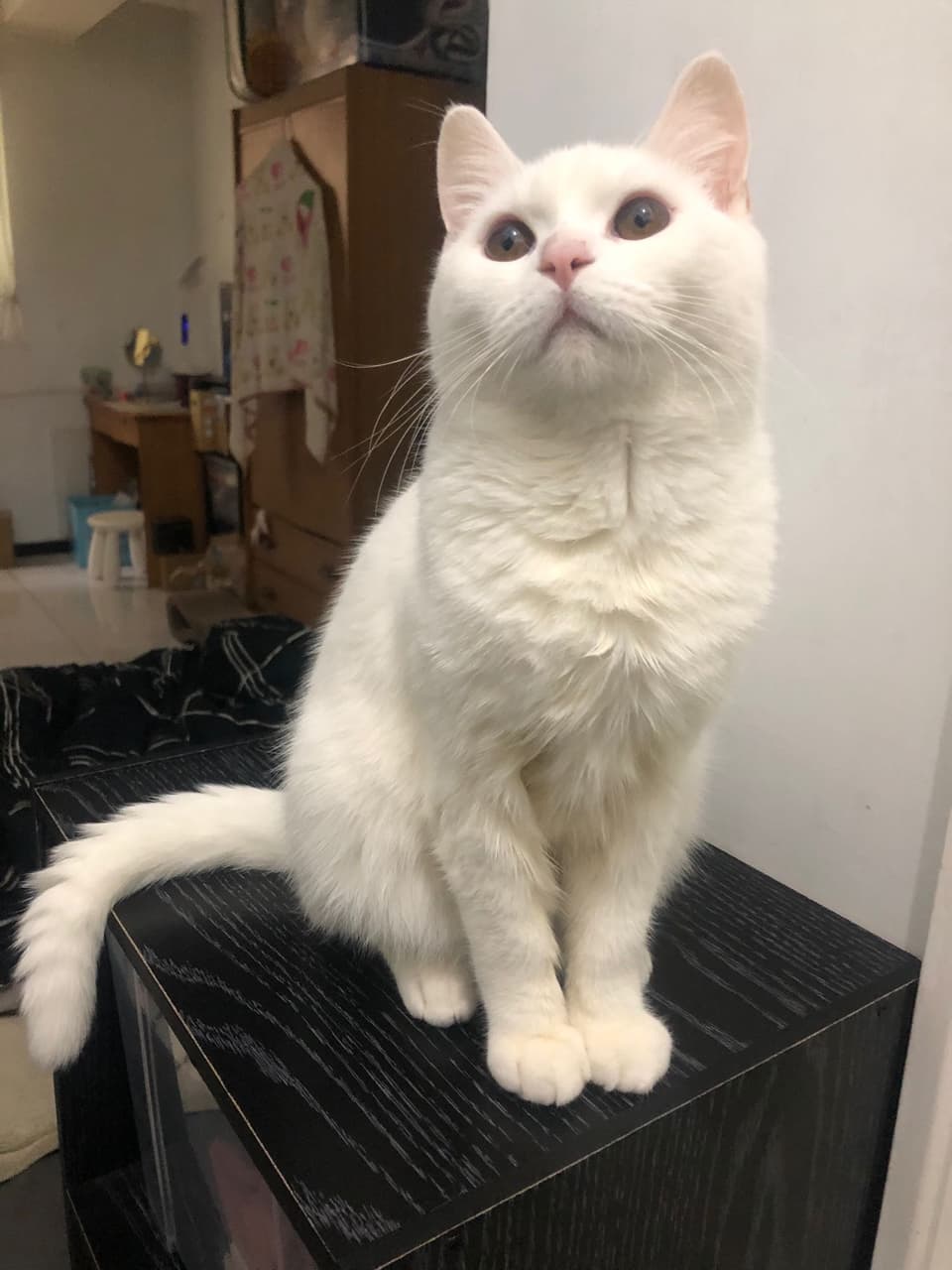 英短樓 寵物板 Dcard