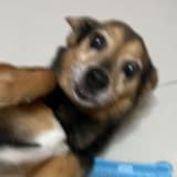 嘻嘻不嘻嘻