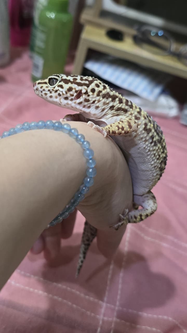 megapx