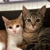 purodomeowmeow