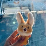 把星星當玩具的貓