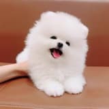汪