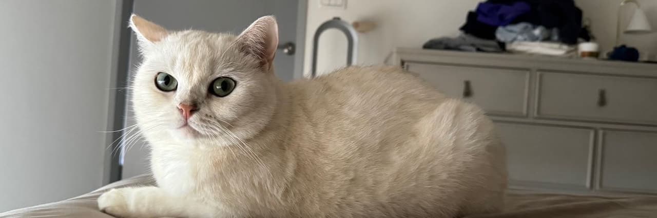 kitkat