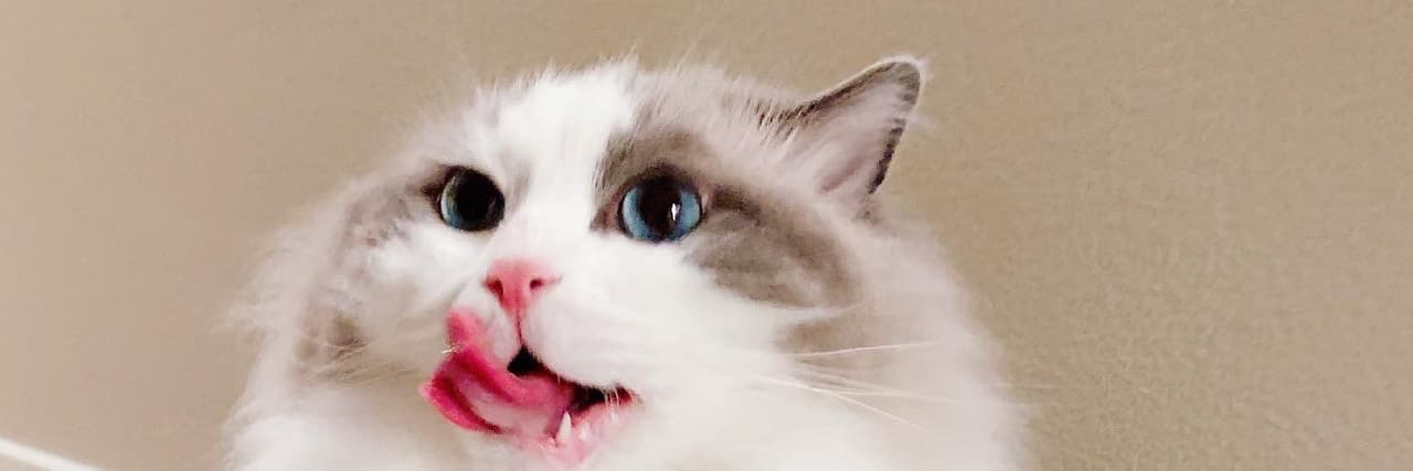 布丁喵