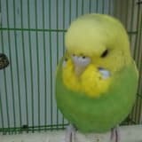 缺鳥飼料