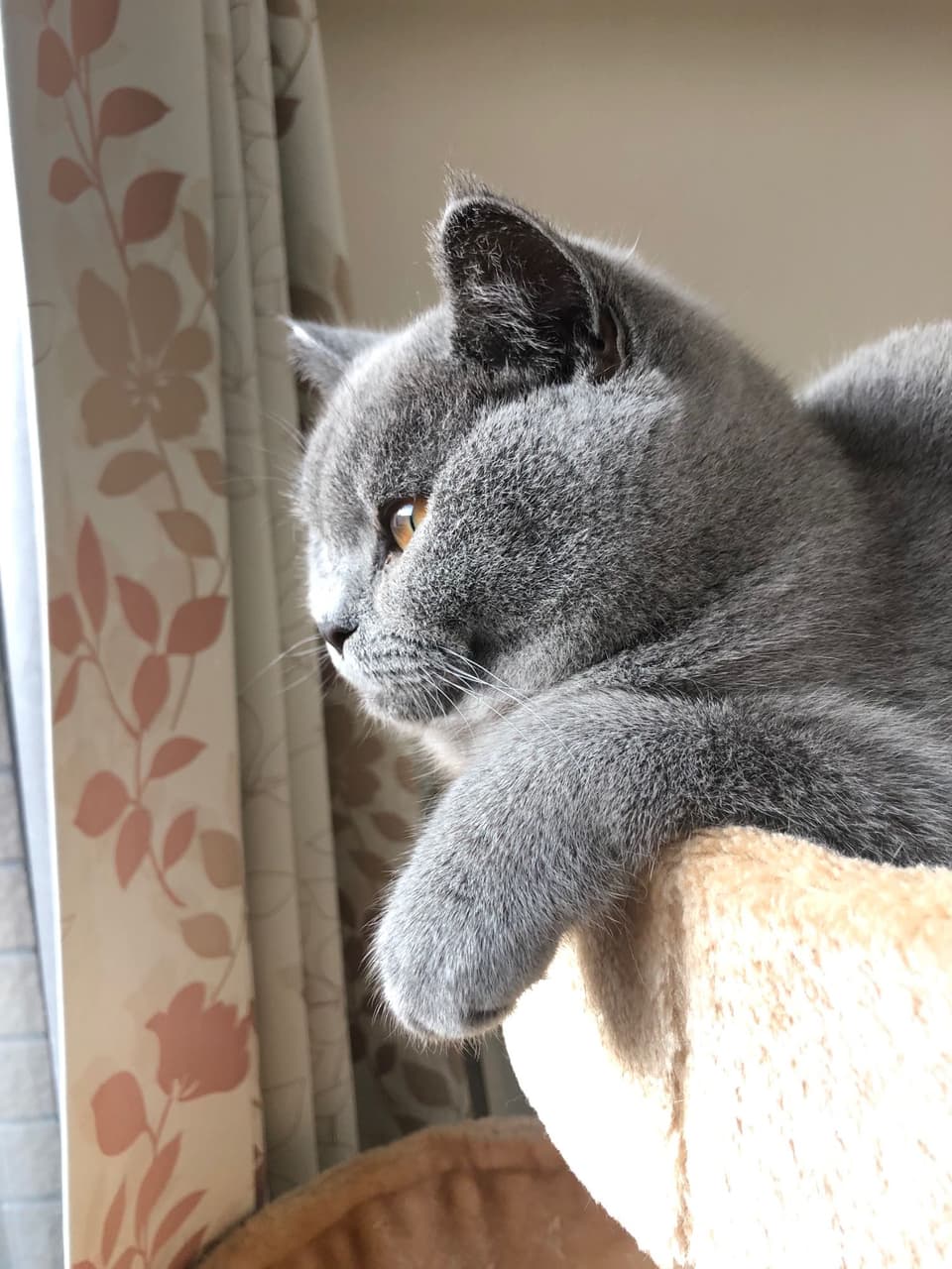 英短樓 寵物板 Dcard