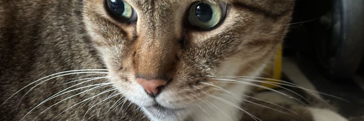 zizi