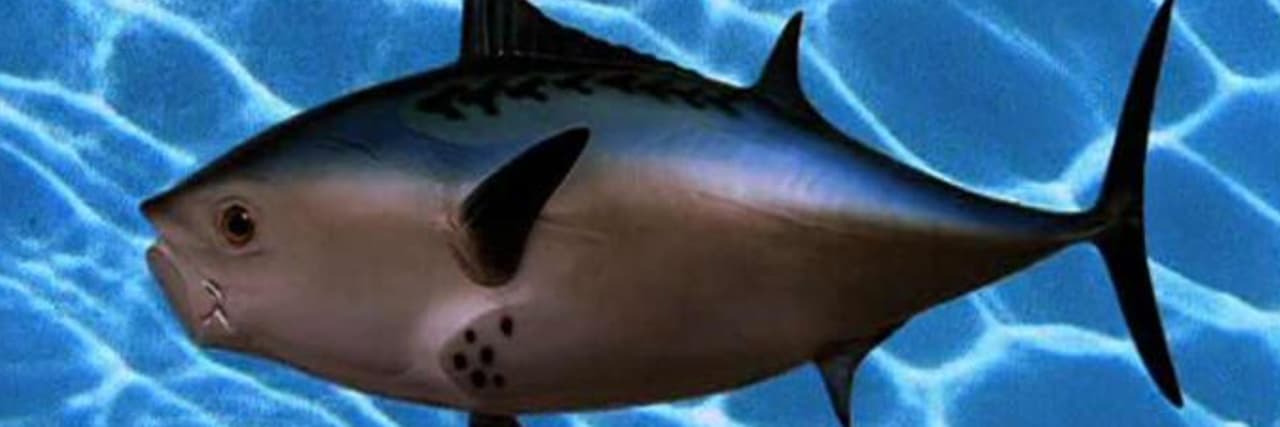 魚魚魚魚魚