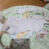 蓉C