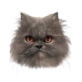 CAts 貓貓們