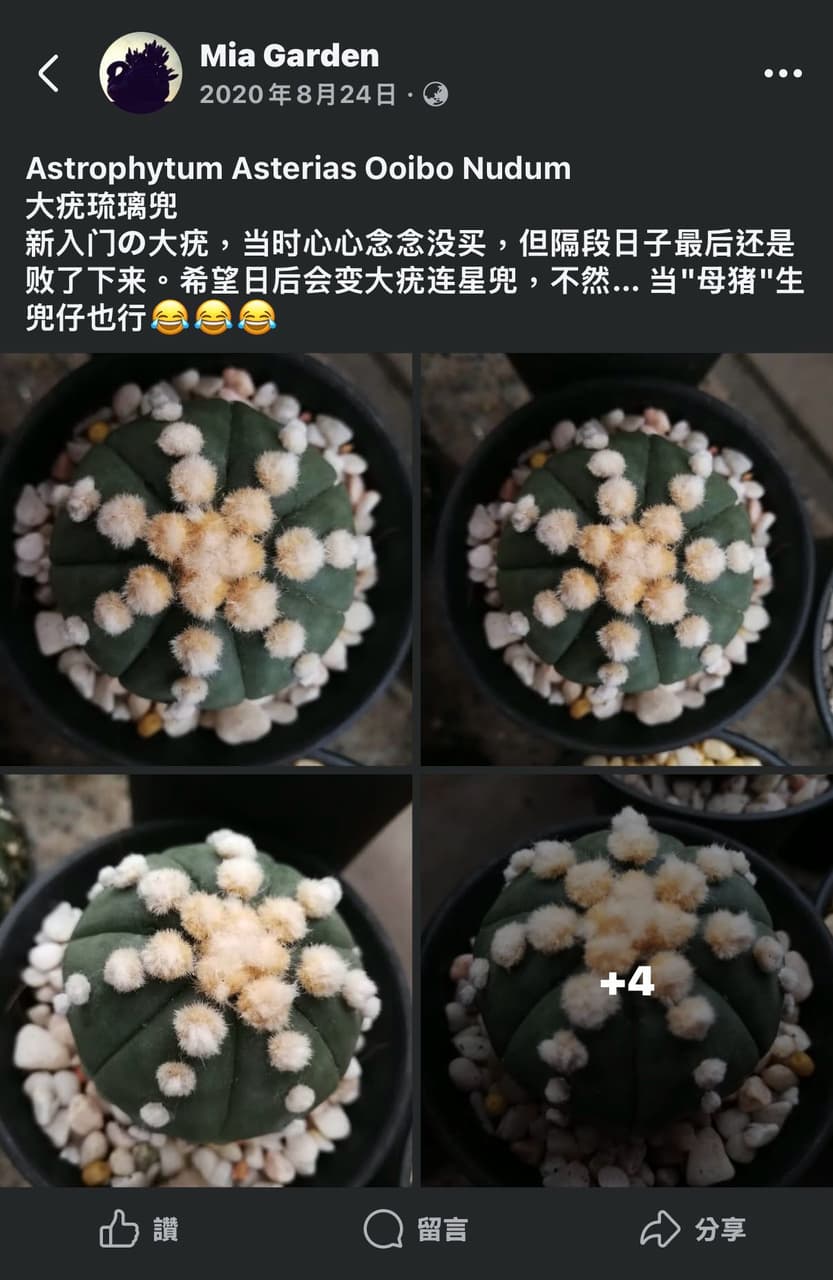 多肉尋找超可愛大疣琉璃兜- 植物板| Dcard